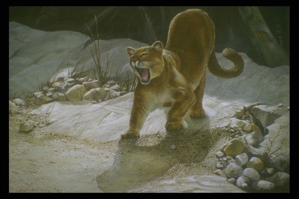 319036 Relaying Stretch, Cougar A4 Photo Print