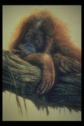 319037 Orangutan Study A4 Photo Print