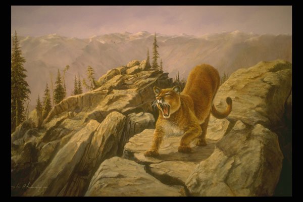 319038 The High Country, Cougar A4 Photo Print
