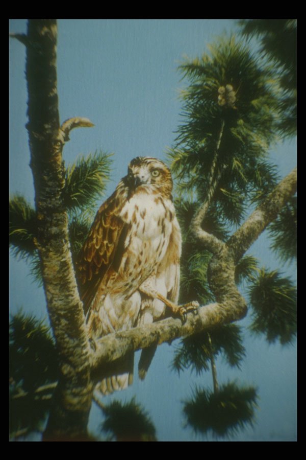 319040 Hawk Study A4 Photo Print