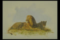 319042 Lions At Rest A4 Photo Print
