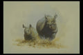319043 Mother And Son, Rhinoceros A4 Photo Print