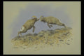 319044 Big Horn A4 Photo Print