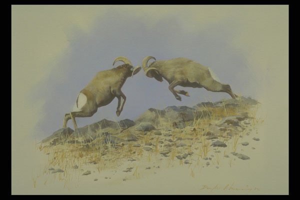 319044 Big Horn A4 Photo Print