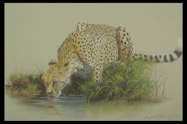 319045 Cheetah Study A4 Photo Print