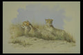 319046 Taking A Break, Cheetahs A4 Photo Print
