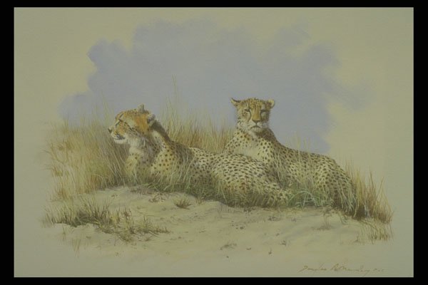 319046 Taking A Break, Cheetahs A4 Photo Print