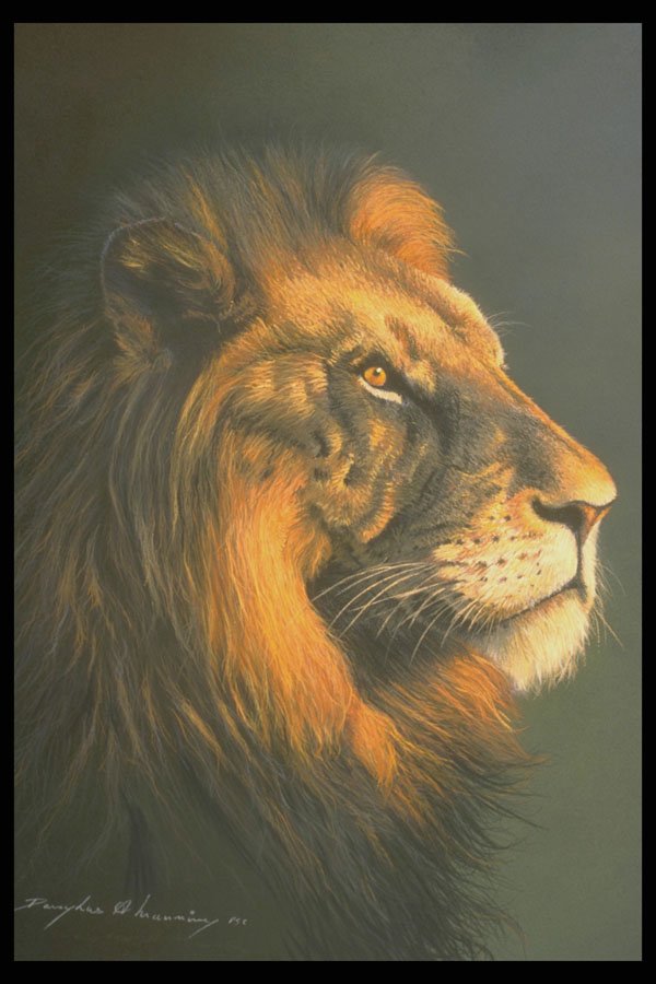 319047 Lion (head Study) A4 Photo Print