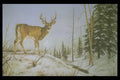 319049 Jay's Peak, White Tail Deer A4 Photo Print