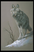 319051 Wolf Study A4 Photo Print