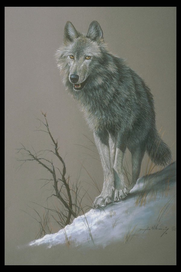 319051 Wolf Study A4 Photo Print