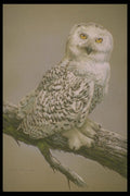 319052 Snowy Owl Study A4 Photo Print