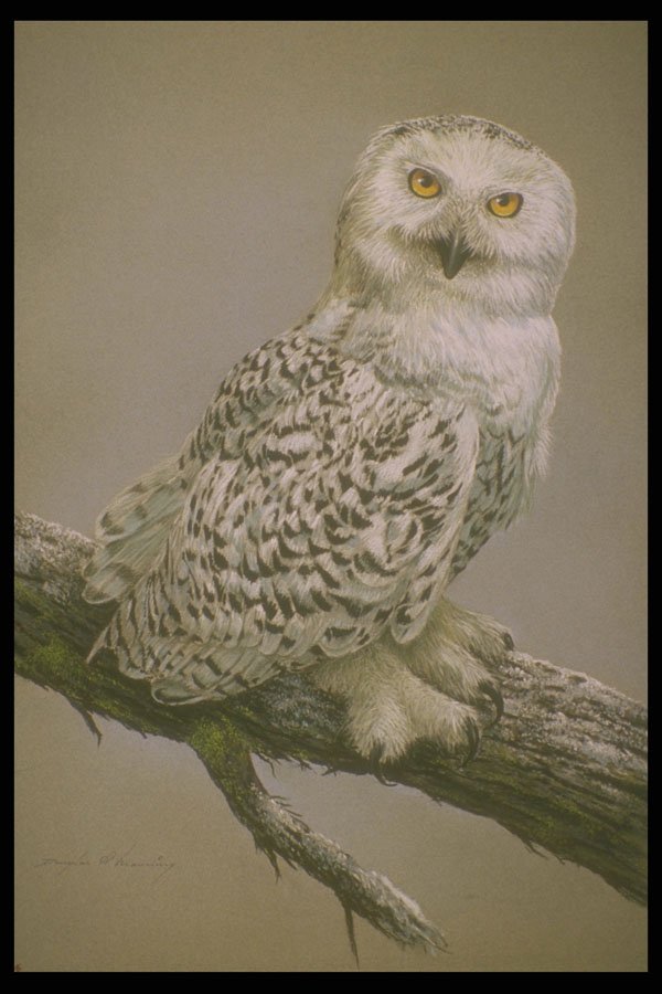 319052 Snowy Owl Study A4 Photo Print