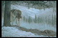319053 Playing It Safe, Timber Wolf A4 Photo Print