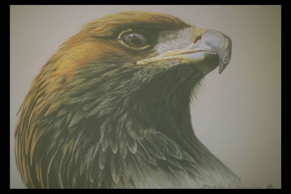 319054 Golden Eagle A4 Photo Print