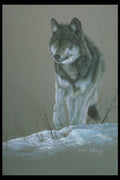 319056 Wolf Study A4 Photo Print