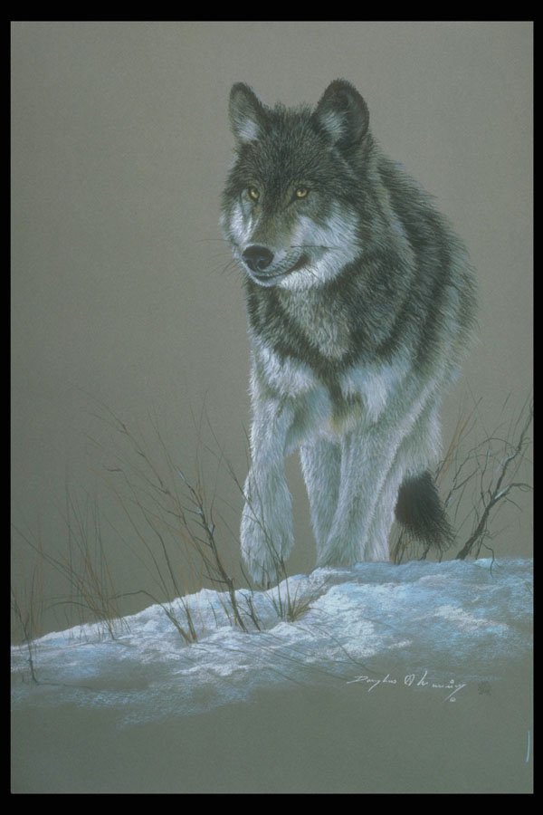 319056 Wolf Study A4 Photo Print