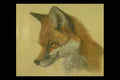 319057 Red Fox (head Study) A4 Photo Print