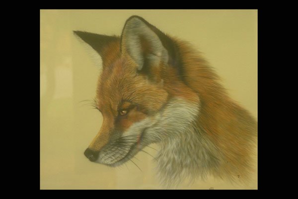 319057 Red Fox (head Study) A4 Photo Print