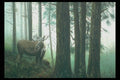 319058 The Deep Woods, Moose A4 Photo Print