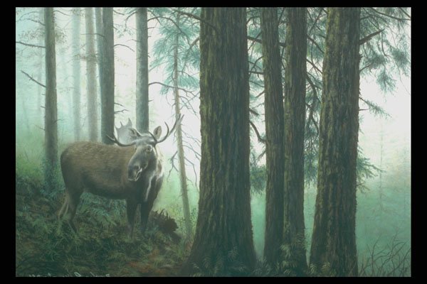 319058 The Deep Woods, Moose A4 Photo Print
