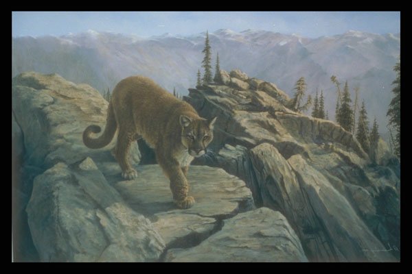 319059 Mountain Dweller, Cougar A4 Photo Print