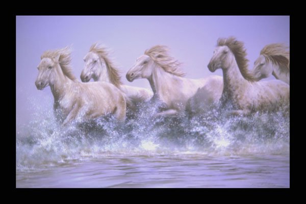 319060 Wild And Free, Camargue Horses A4 Photo Print