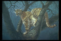 319061 Night Stalker, Leopard A4 Photo Print