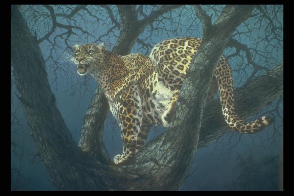 319061 Night Stalker, Leopard A4 Photo Print