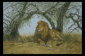 319062 African Shade, Lion A4 Photo Print
