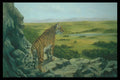 319063 Above The Tree Tops, Bengal Tiger A4 Photo Print