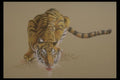 319064 Tiger A4 Photo Print