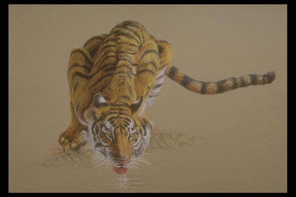 319064 Tiger A4 Photo Print
