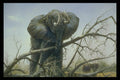319066 High And Mighty, Elephant A4 Photo Print