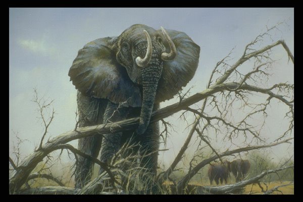 319066 High And Mighty, Elephant A4 Photo Print