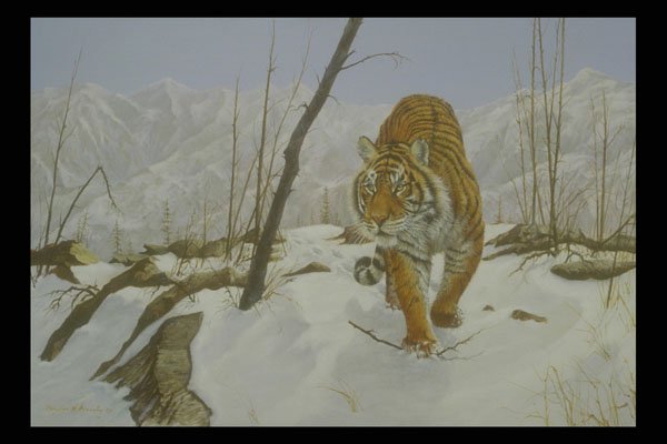 319067 On The Prowl, Siberian Tiger A4 Photo Print