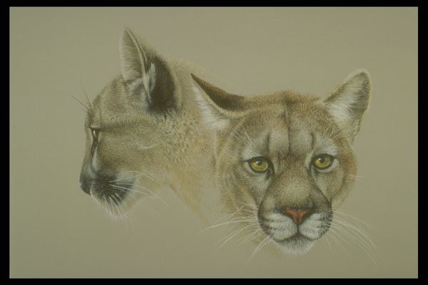 319069 Soul Mates, Cougars A4 Photo Print
