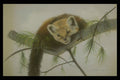 319070 Peek a boo, Pine Marten A4 Photo Print