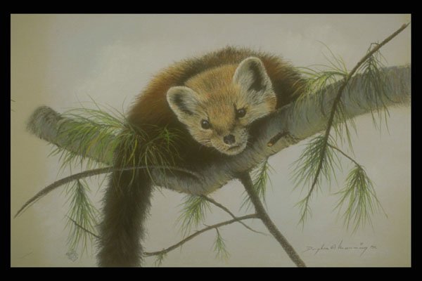 319070 Peek a boo, Pine Marten A4 Photo Print