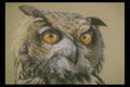 319071 Great Horned Owl A4 Photo Print