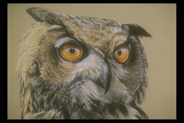 319071 Great Horned Owl A4 Photo Print