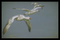 319072 Flight Of The Snow Geese A4 Photo Print