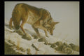 319073 Playing Possum, Coyote A4 Photo Print