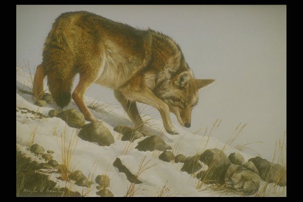 319073 Playing Possum, Coyote A4 Photo Print