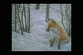 319074 Winter Woods, Fox A4 Photo Print