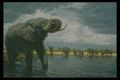 319075 Elephant Walk A4 Photo Print
