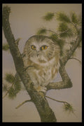319076 Saw Whet Owl A4 Photo Print