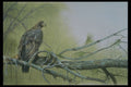 319077 Wings At Rest, Golden Eagle A4 Photo Print