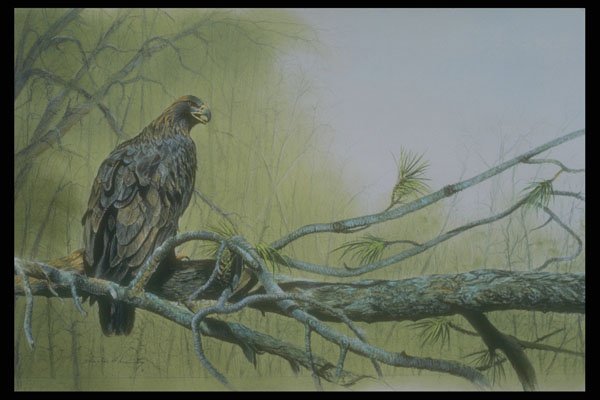 319077 Wings At Rest, Golden Eagle A4 Photo Print