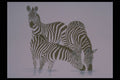 319079 A Play On Stripes, Zebras A4 Photo Print